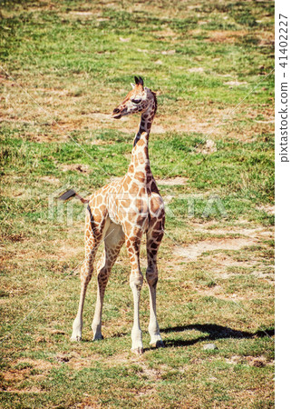 Cub of Rothschild's giraffe, yellow filter 41402227