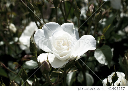 玫瑰（冰山） 41402257