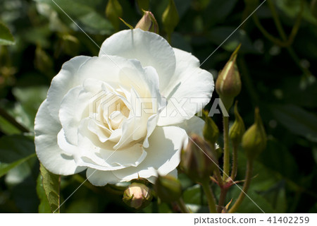 Rose (Iceberg) Rose (Iceberg) 41402259