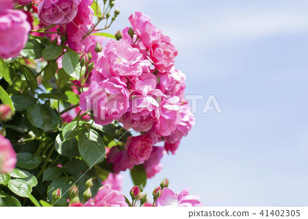 羅斯(安吉拉) 羅斯(安吉拉) 41402305