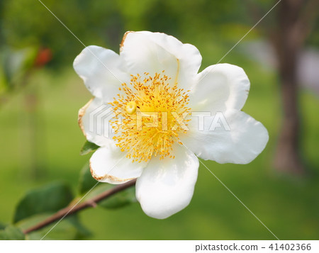Oncoba spinosa Oncoba spinosa 41402366