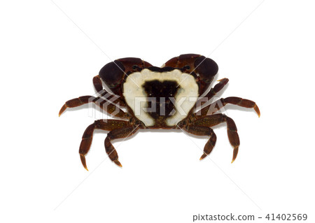 Hirai Sogani 41402569