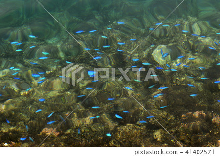Fish school of the water surface 41402571