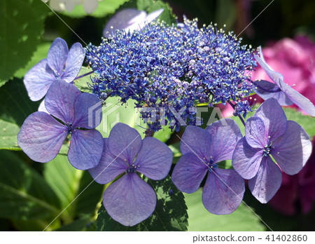 Gaku hydrangea Gaku hydrangea 41402860
