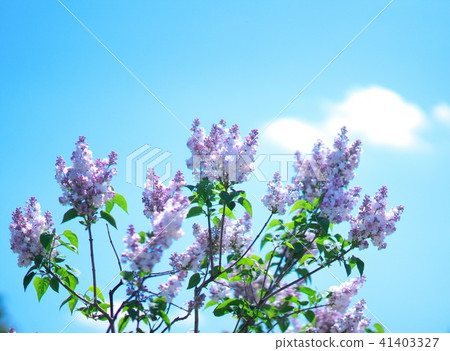 Lilac festival of the downstream park Lilac festival of the downstream park 41403327