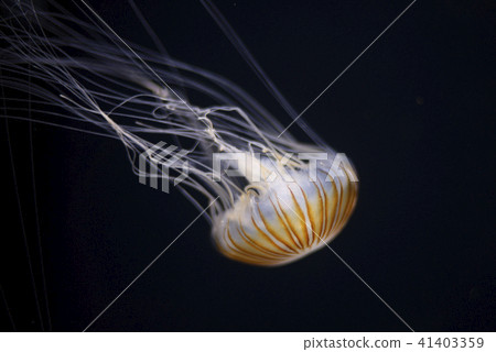 Jellyfish in the dark water 41403359