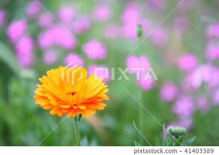 Flowers Orange pink green Flowers Orange pink green 41403389