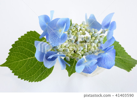 Hydrangea 41403590