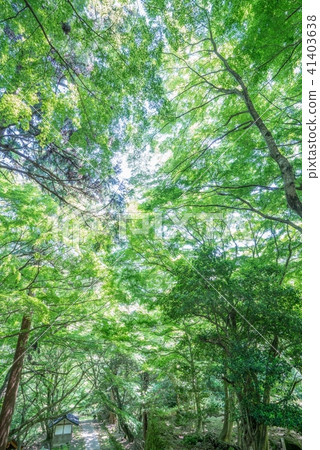 Forest of Mt. Forest of Mt. 41403638