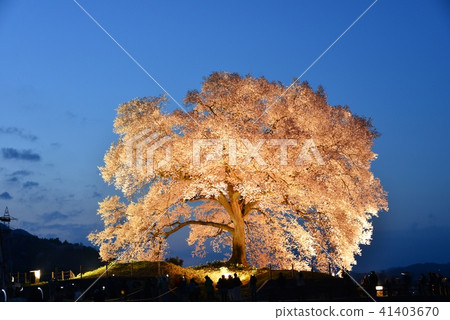 Yamanashi prefecture, cherry blossom light on rice crab 41403670