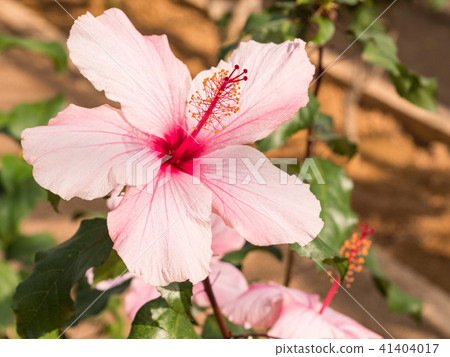 熱帶熱帶花卉芙蓉花 41404017