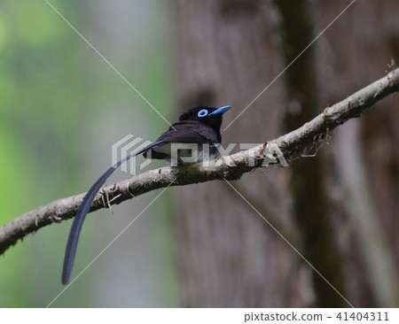 Dove sanba-buta Dove sanba-buta 41404311