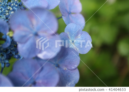 藍色花瓣八仙花屬 藍色花瓣八仙花屬 41404633