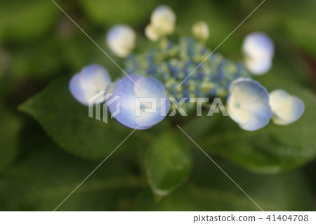 藍色花瓣的繡球花 藍色花瓣的繡球花 41404708