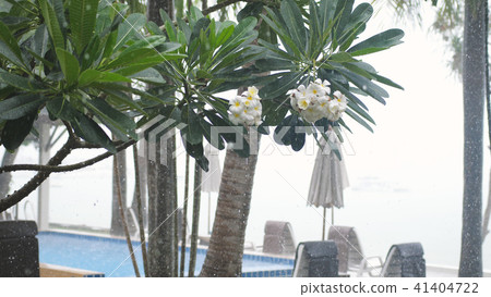 Tropical wind and rain drops falling on frangipani flower in island Koh Samui in resort 41404722