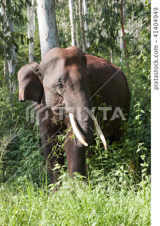 Tusker at Forest Sri Lanka Tusker at Forest Sri Lanka 41404949