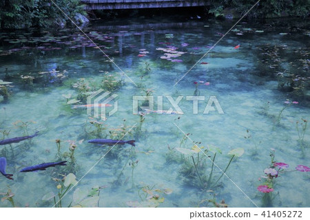 莫奈的池塘名稱也有一個池塘 41405272