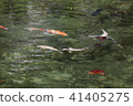 莫奈的池塘名稱也有一個池塘 41405275
