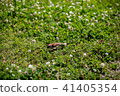 Sparrow 41405354