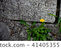 Dandelion 41405355