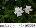 Gardenia 41405356