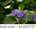 Hydrangea 41405357
