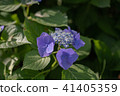 hydrangea   41405359