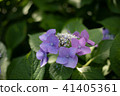  hydrangea 41405361