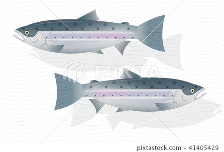 Fresh raw salmon fish isolated on white background 41405429