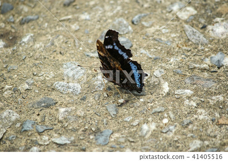 台灣,新生,德金泉,龍里梨花蝴蝶,花園,花園 台灣,新生,德金泉,龍里梨花蝴蝶,花園,花園 41405516