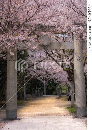 Cherry blossom at Zhi Shrine Shrine Cherry blossom at Zhi Shrine Shrine 41405604