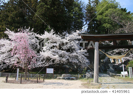 田村神社（福島縣/郡山市）的櫻花 41405961