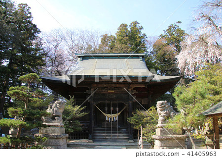 Cherry blossoms at Tamura Shrine (Fukushima / Koriyama city) 41405963