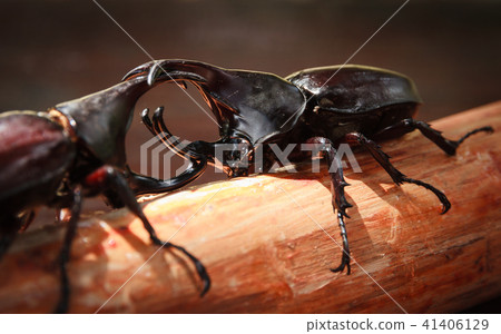 Rhinoceros beetle or Rhino beetle in fighting beet 41406129