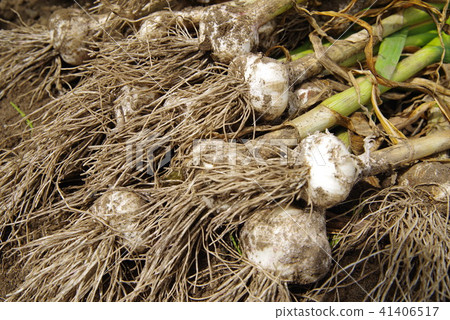 Garlic after harvest Garlic after harvest 41406517