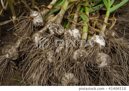 Garlic after harvest Garlic after harvest 41406518