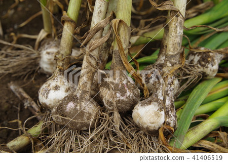Garlic after harvest Garlic after harvest 41406519