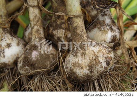 Garlic after harvest Garlic after harvest 41406522