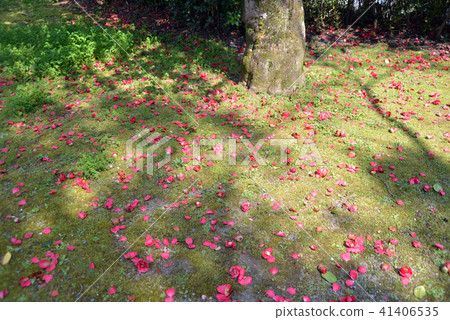 Fallen flowers Fallen flowers 41406535
