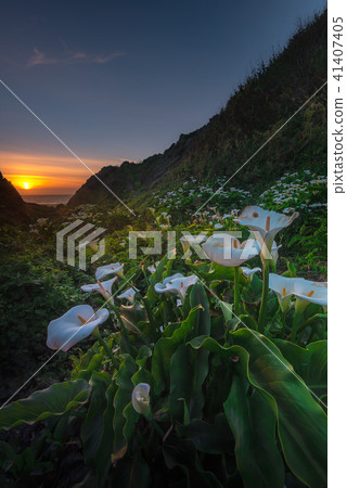 Wild Calla Lilly during sunset Wild Calla Lilly during sunset 41407405