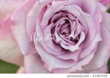 Roses Roses 41407449