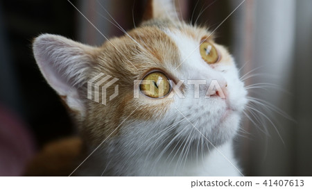 Cat's face 41407613