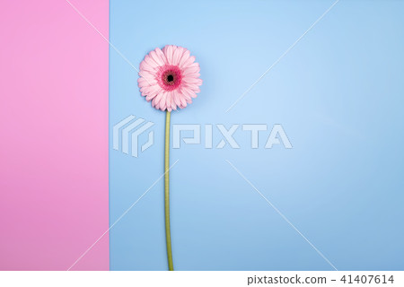Pink gerbera flower on pink blue background. Flat lay Pink gerbera flower on pink blue background. Flat lay 41407614