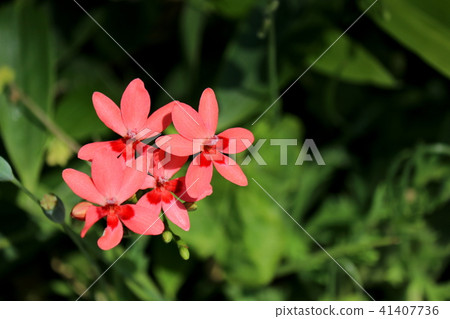 Princess Hinoki Princess Hinoki 41407736