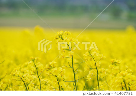 Anpingo強姦領域 Anpingo強姦領域 41407781