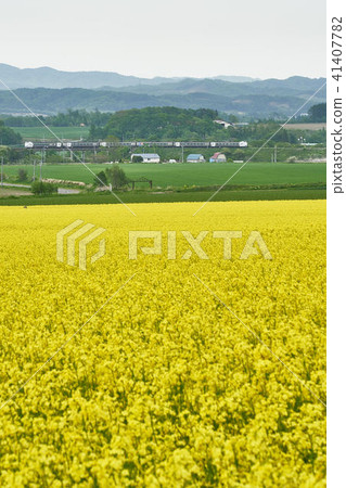 Rape flowers and express trains 41407782