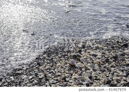 Seashell Seashell 41407974