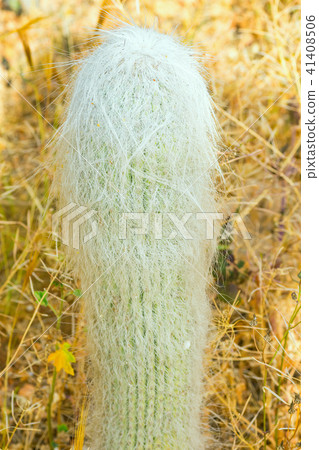 White Hairy Cephalocereus Senilis Old Man Cactus 41408506