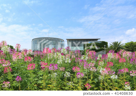 奶油花 稻垣海濱公園 三洋媒體花博物館 千葉市花卉美術館 6月 千葉千葉市 照片素材 圖片 圖庫