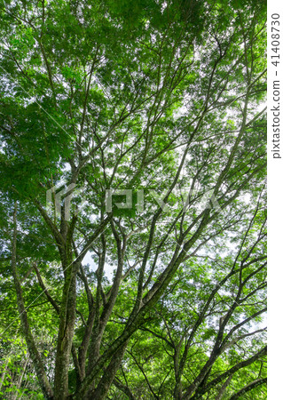 big tree trunk and tree branch in park 41408730